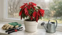 How to keep a poinsettia alive after Christmas and get it to turn red again
